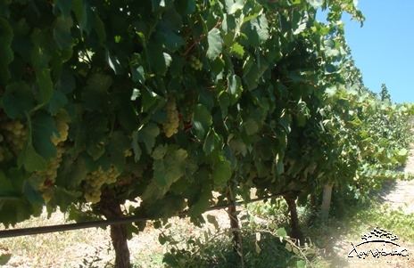 Шардоне виноград Крит