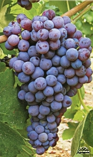Лиатико виноград для вина