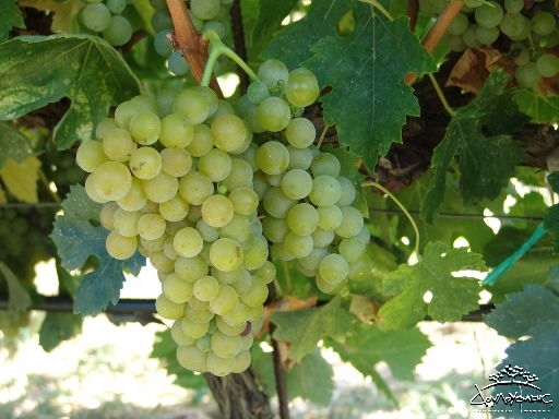Greek grape Malvasia