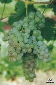 Greek grape variety Malvasia