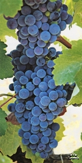 Cretan grape variety Mandilari