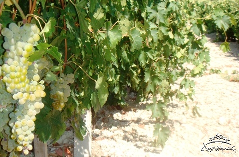 Cretan grape Muscat of Spina