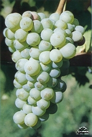 Rebsorte Sauvignon Blanc