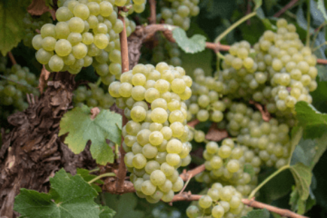Grape variety Chardonnay in Crete, Greece