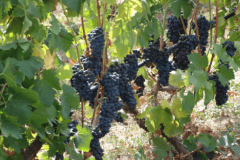 Cretan grape variety Liatiko