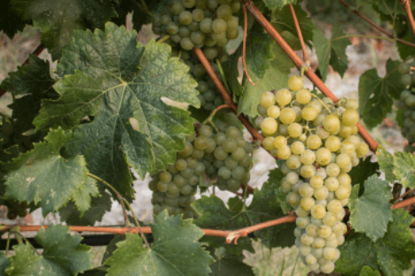 Cretan grape variety Malvasia
