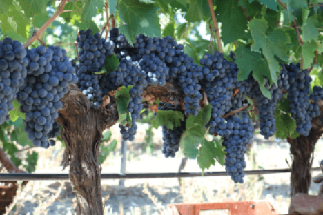 Grape variety Sangiovese in Crete, Greece