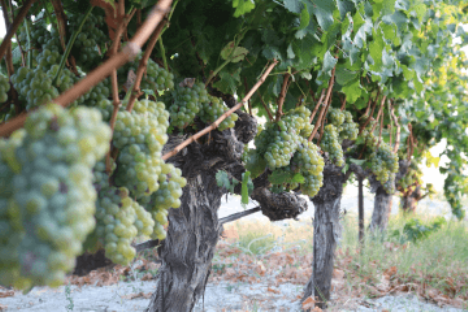 Сорт винограда Sauvignon Blanc (Совиньон Блан)