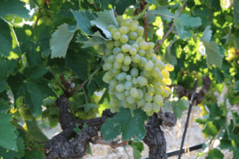 Cretan grape variety Vidiano