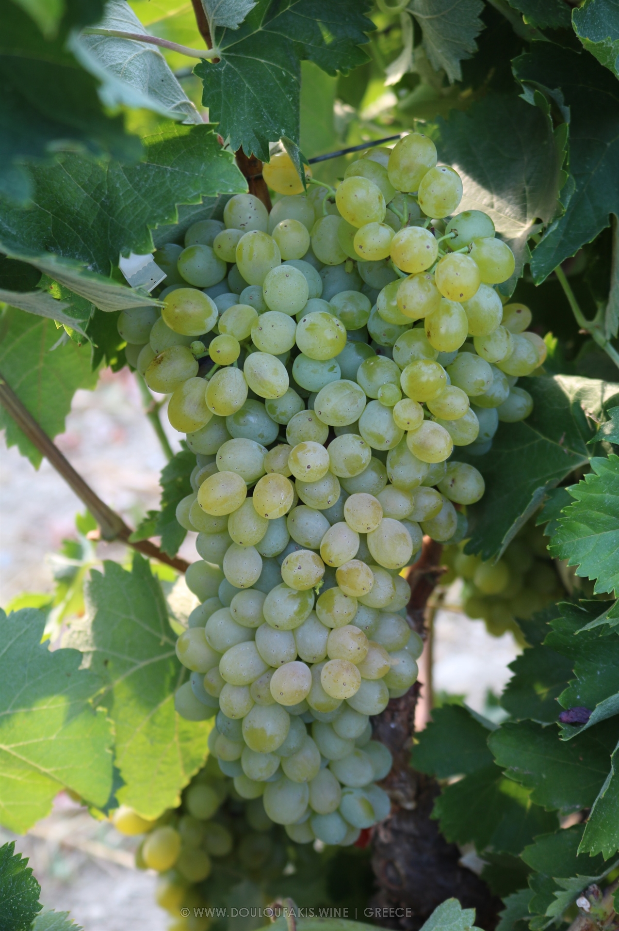 THE VINE DESCRIPTION OF THE VIDIANO VARIETY