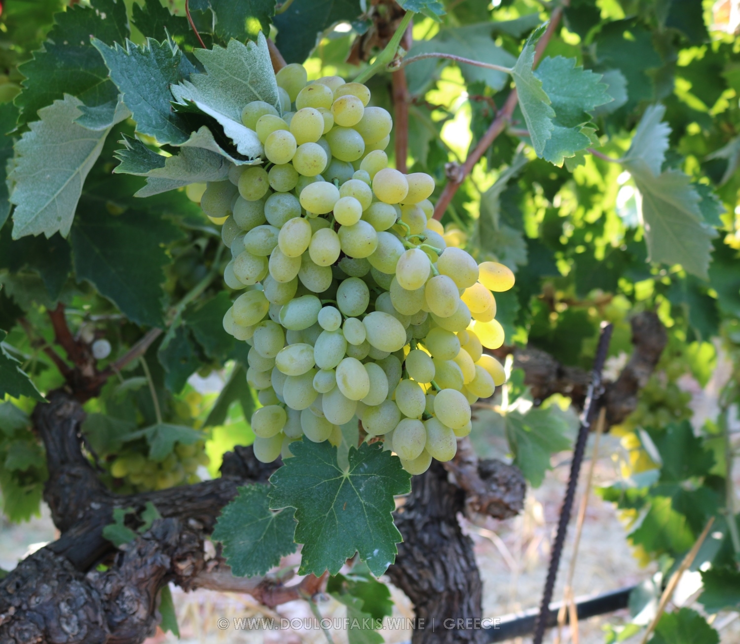 Grape variety Vidiano from Crete, Greece