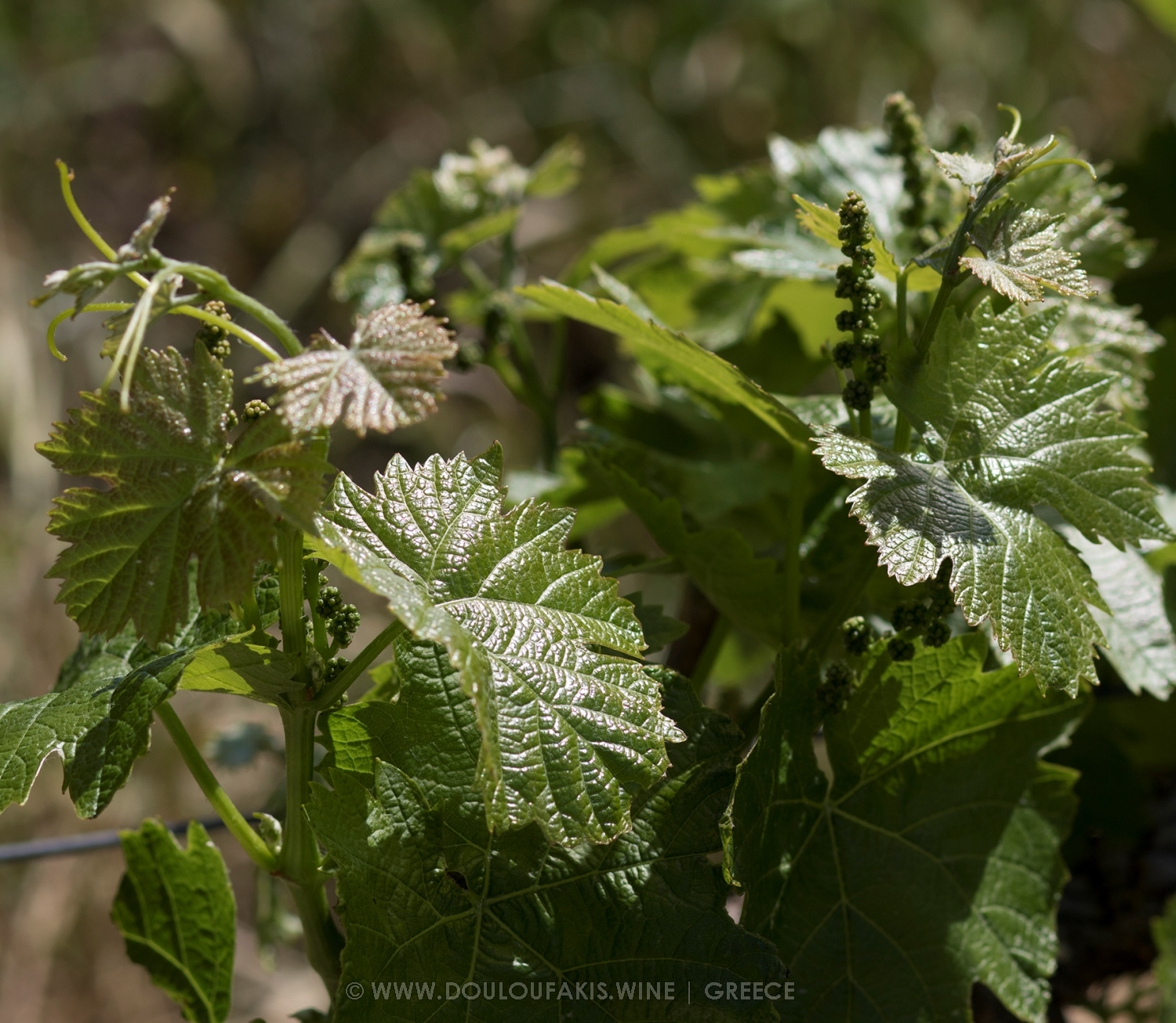 Vine sprouting in Spring at Vidiano vineyards