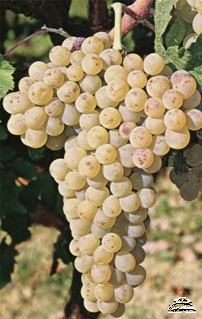 Vilana grapes
