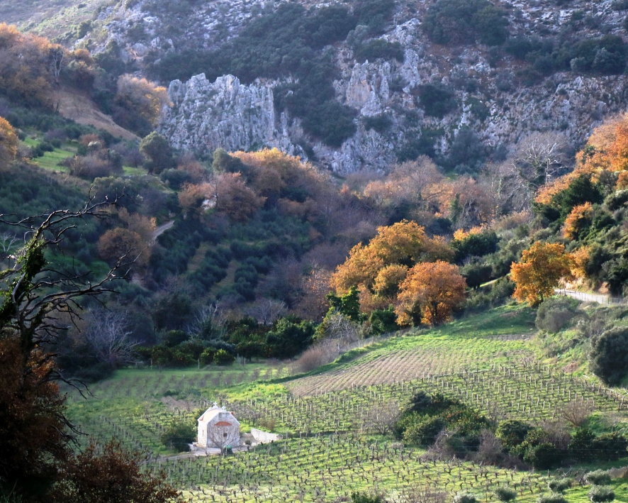Cretan Vineyards In Winter