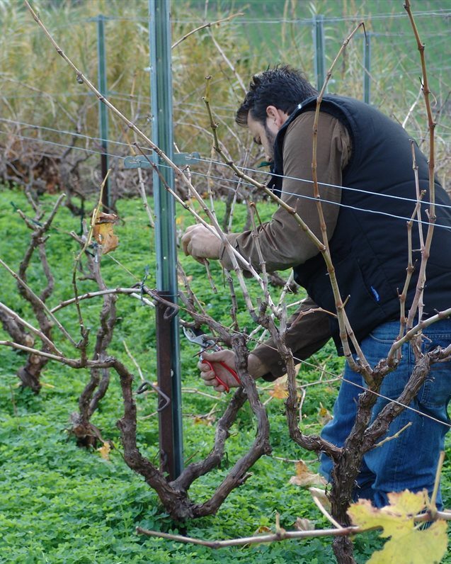 Douloufakis pruning vines