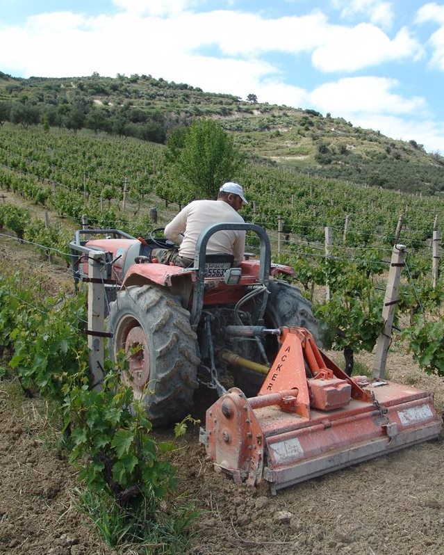 Bewirtschaftung der Weinreben Kreta