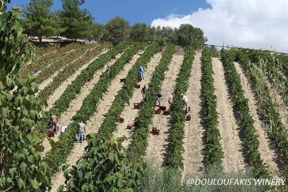 Harvest 2018 at Douloufakis winery