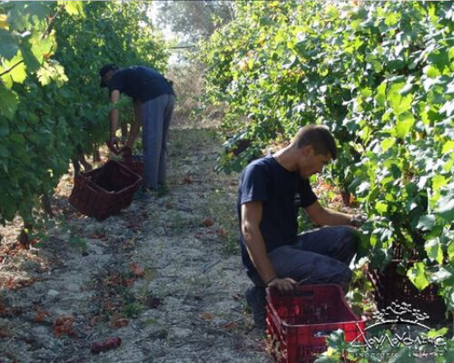 Harvest 2016 at Douloufakis Vineyards